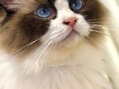 -平行世界·猫咖(首经贸店)