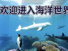 -西安曲江海洋极地公园