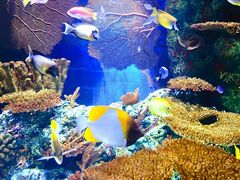 -上海海洋水族馆