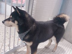 -柴务处·柴犬主题狗咖