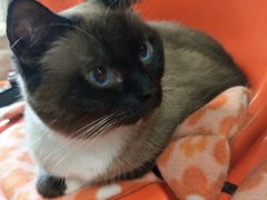 -猫咪博物馆(顶澳仔猫街店)