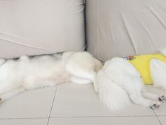 -怪兽屋·羊驼·猫咖·狗咖(俊华广场店)