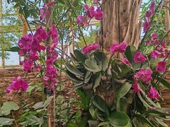 -石家庄市植物园