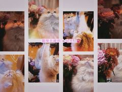 -欣宠猫屋·矮脚拿破仑·蓝金金渐层