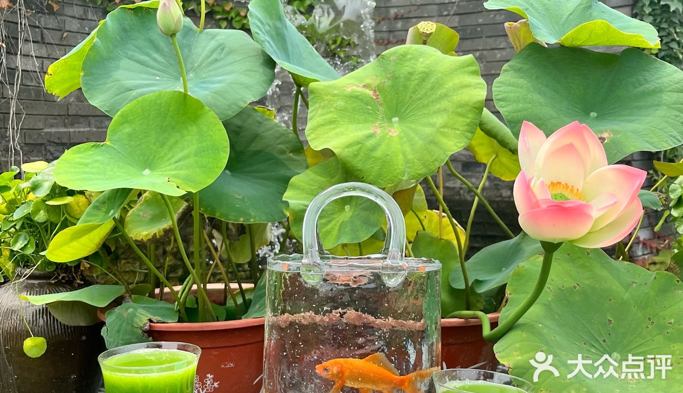 北京荷花宴🪷永远臣服于中式浪漫！！