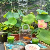北京荷花宴🪷永远臣服于中式浪漫！！
