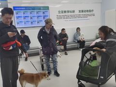 -中国农业大学动物医院