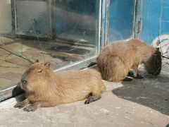 -大连森林动物园