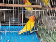 -青石桥花鸟鱼虫市场(叠翠城店)