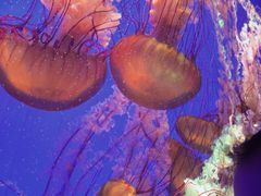 -上海海洋水族馆