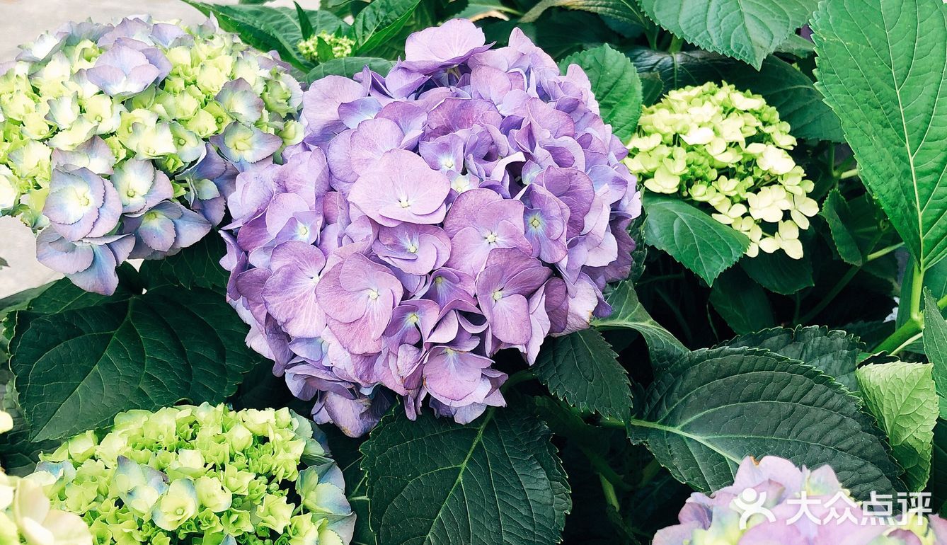 春日踏青好去处•路边的野花也很美