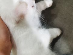 -吉丁鸟咖·异宠·寄养