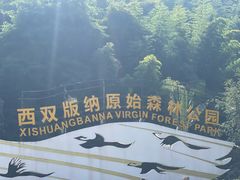 -西双版纳原始森林公园