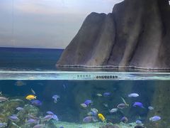 -江和美海洋公园