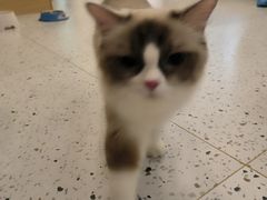 -猫域·湾主题猫咖·宠物吧(南坪城市广场店)