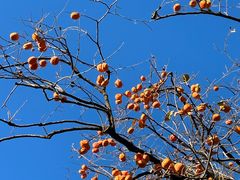 -国家图书馆·古籍馆