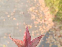 -新虹桥中心花园