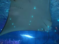 -烟台海昌鲸鲨海洋公园