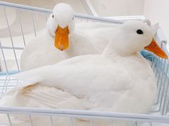 -怪兽屋·羊驼·猫咖·狗咖(俊华广场店)