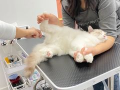 -山宅一喵德文卷毛猫舍