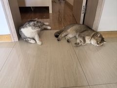 -悠尼宠物·独立低压伊珊娜洗护·美容·寄养(兰谷路店)
