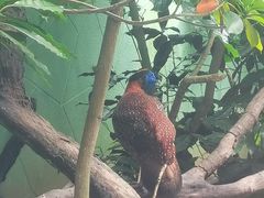 -广州长隆飞鸟乐园