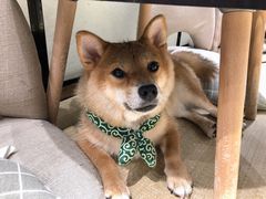 -逗柴咖啡屋·狗咖猫咖宠物桌游