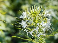 -花开海上生态园