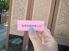 -香雪海