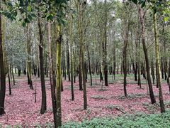 -露天矿生态公园