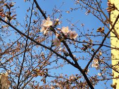 -高东镇樱花园