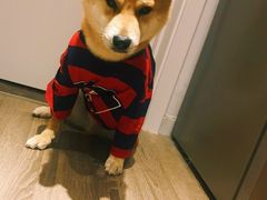 -哈尼爱宠·宠物生活会馆
