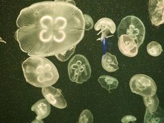 -上海海洋水族馆