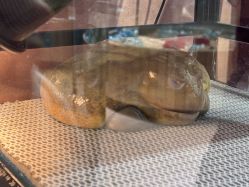 -卡通尼·Safari非洲探索乐园·生日会(金桥国际商业广场店)