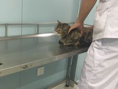 -中农大我爱我爱24h动物医院·中医针灸·猫专科·骨科医疗中心(双井店)