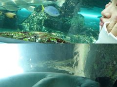 -悉尼海洋生物水族馆