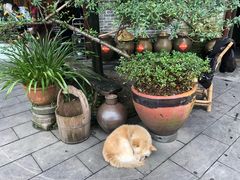 -青城甲(青城山店)