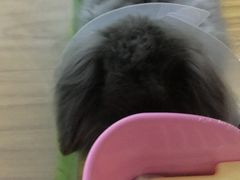 手术后-瑞派福兴宠物医院犬猫全科·骨科·中西医结合(河东店)