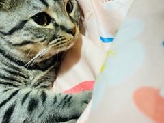 -纳吉亚猫专科动物医院·北北分院