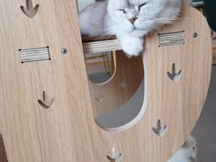 -飞行喵MR PILOT|猫舍·猫咖(静安大融城店)