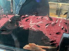 -大自然花鸟鱼虫市场