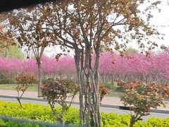 -石家庄市植物园