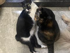 -创凡宠物医院·骨专科  猫科中心(西乡分院)