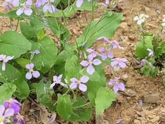 -盘龙城国家考古遗址公园