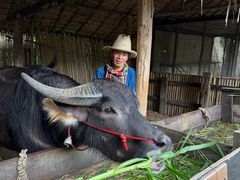 -四季酒店下午茶