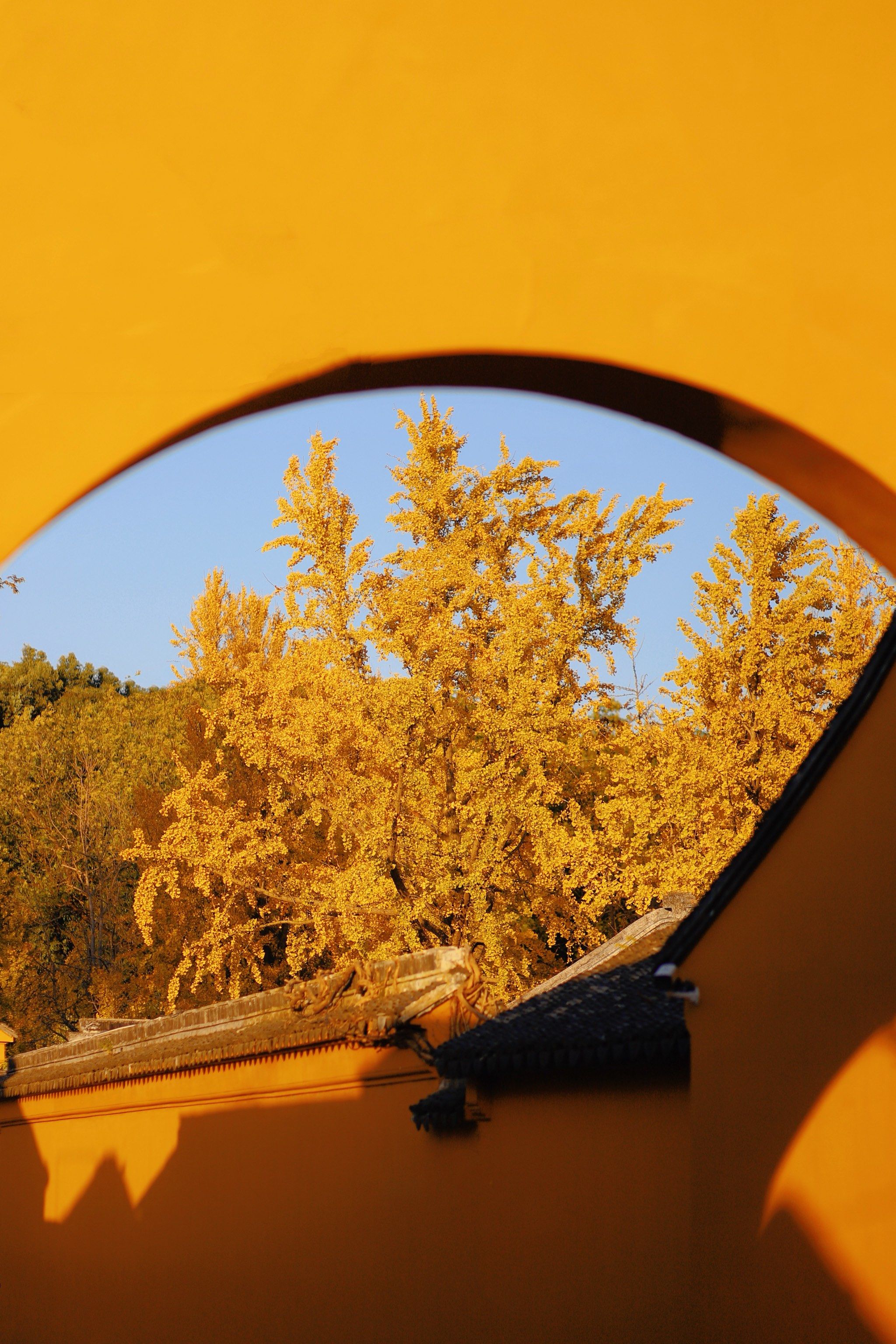 拾得一片秋天的味道 . 🍁