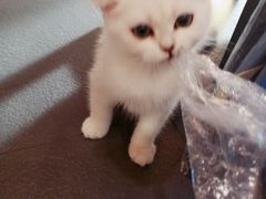 -十年猫舍·猫咪专门店(普陀店)