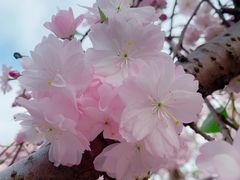 -高东镇樱花园