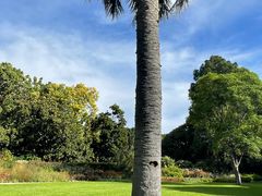 -墨尔本皇家植物园