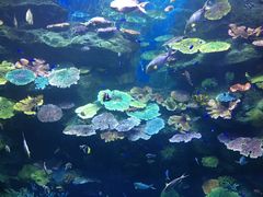 -暹罗海洋世界